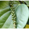 This is why Kampot Pepper is considered the finest pepper in the world