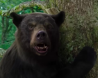 Checkout movie stills of the Hollywood movie 'Cocaine Bear'