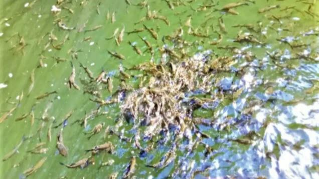 This is how Jadisil Fish Sanctuary won hearts of many travellers