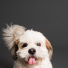 Article image for: <i class="tbold">shih tzu</i>