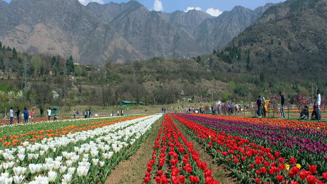 Srinagar&rsquo;s Tulip Garden to open in March for public, followed by the Tulip Festival in April