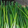 Article image for: Spring onions