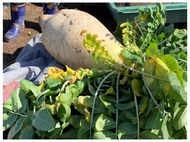 In pics: The world’s heaviest radish grown in Japan weighs 45 kg, states GWR