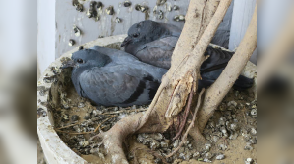 How to prevent the risk from pigeons in urban areas?