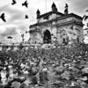 Metro dwellers love pigeons, but never bother about their droppings