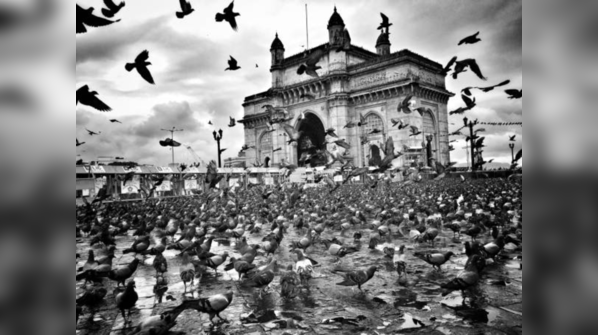 Metro dwellers love pigeons, but never bother about their droppings