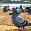 Article image for: Pigeon droppings can cause respiratory illness called psittacosis