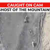 Article image for: Viral: Rare video shows <i class="tbold">snow leopard</i> hunt down Ladakh urial after chasing it through steep mountain slopes