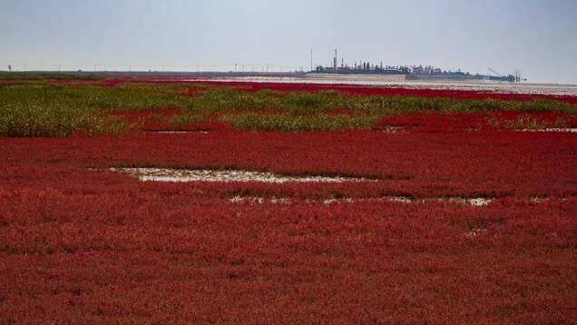 This unusual beach in China is a wildlife treasure trove