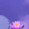 Article image for: Self-compassion