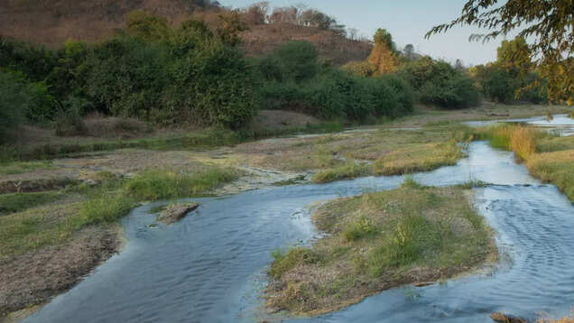 Sassan Gir, the village of free roaming lions
