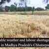 Article image for: Unpredictable weather and labour shortage hit crop harvesting in Madhya Pradesh's <i class="tbold">chhatarpur district</i>