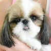 Article image for: <i class="tbold">shih tzu</i>: