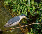 Hundreds of avian enthusiasts compete in Goa bird race