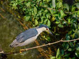 Hundreds of avian enthusiasts compete in Goa bird race