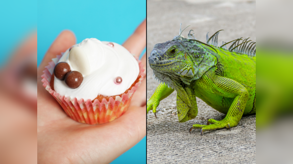 Cake-stealing iguana infects child!