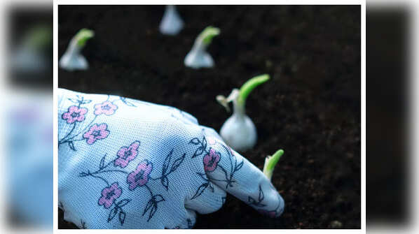 How to plant