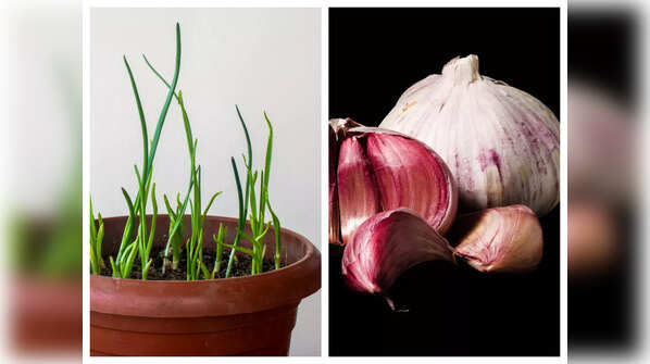 The easiest way to grow garlic in your kitchen