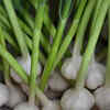 Article image for: Add <i class="tbold">natural fertilizers</i>