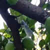 Article image for: Banarasi Paan and Langda Aam join GI club