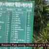 Article image for: Banarasi Paan among 4 Varanasi foods get <i class="tbold">gi tag</i>