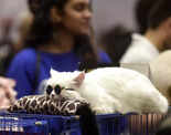 Feline Club of India hosts Cat Show Championship