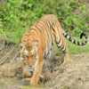 Article image for: India's tiger population rose by 200 in the past four years