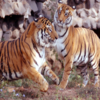 Article image for: India's tiger population tops 3,000