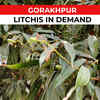 Article image for: Litchis from a gorakhpur orchard find big market in stores abroad