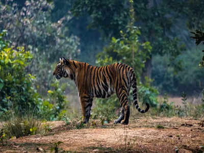 50 years of Project Tiger: 10 places to spot the majestic animals
