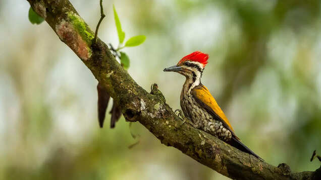 Nothing short of a wildlife extravaganza at Uttar Pradesh&rsquo;s Pilibhit Tiger Reserve