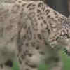 Article image for: Endangered <i class="tbold">snow leopard</i>s arrive at New Zealand zoo