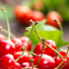 Article image for: Cherries