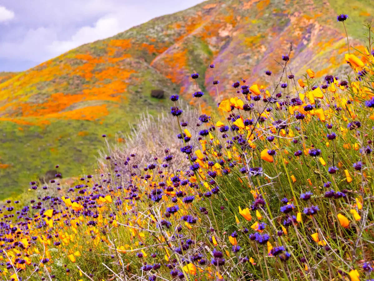 Historic superbloom brings vibrant colors to California's desert