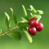 ​Beneficial impact of cranberries​