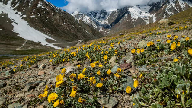 Wonders of Lahaul Valley, the greener side of the Lahaul-Spiti district