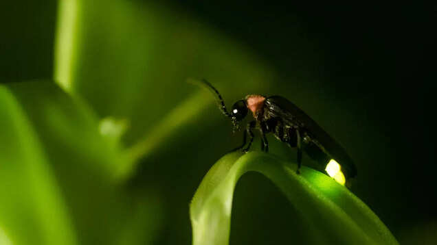All you need to know about Purushwadi Fireflies Festival 2023