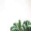 Article image for: <i class="tbold">cactus</i>