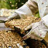 How Elvish honey is extracted?