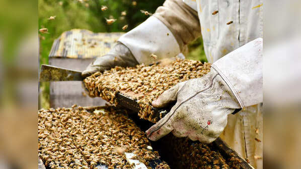 How Elvish honey is extracted?