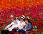 Spectacular images from flower fields of Carlsbad in California