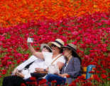 Spectacular images from flower fields of Carlsbad in California