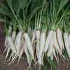Radish