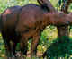 Indonesia: Critically Endangered Sumatran Rhino gets a new ray of hope