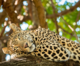 Bengaluru: Bannerghatta Biological Park all set to start leopard safari