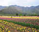 Srinagar: Asia’s largest tulip garden will open to the public from March 23