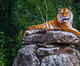 The only tigress at Jodhpur’s Machiya Safari Park dies of heat stroke