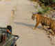 Video of a tiger attacking tourist vehicle in Jim Corbett goes viral