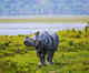 Kaziranga National Park to reopen for 2024-25 season on October 1