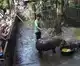 Meet Moo Deng, the endangered pygmy hippo and Thailand zoo’s latest sensation, drawing large crowds